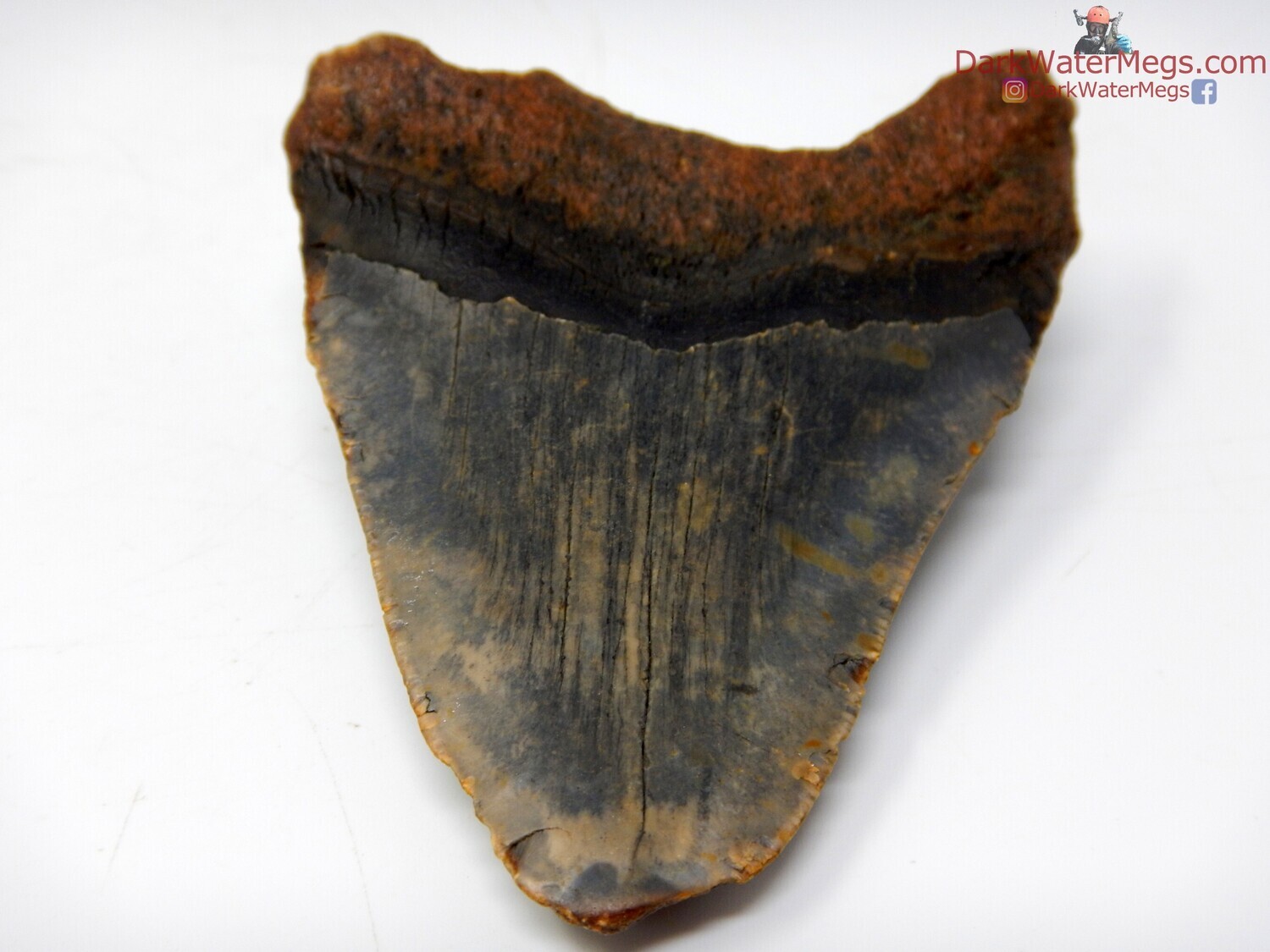 3.61&quot; multi colored blade megalodon