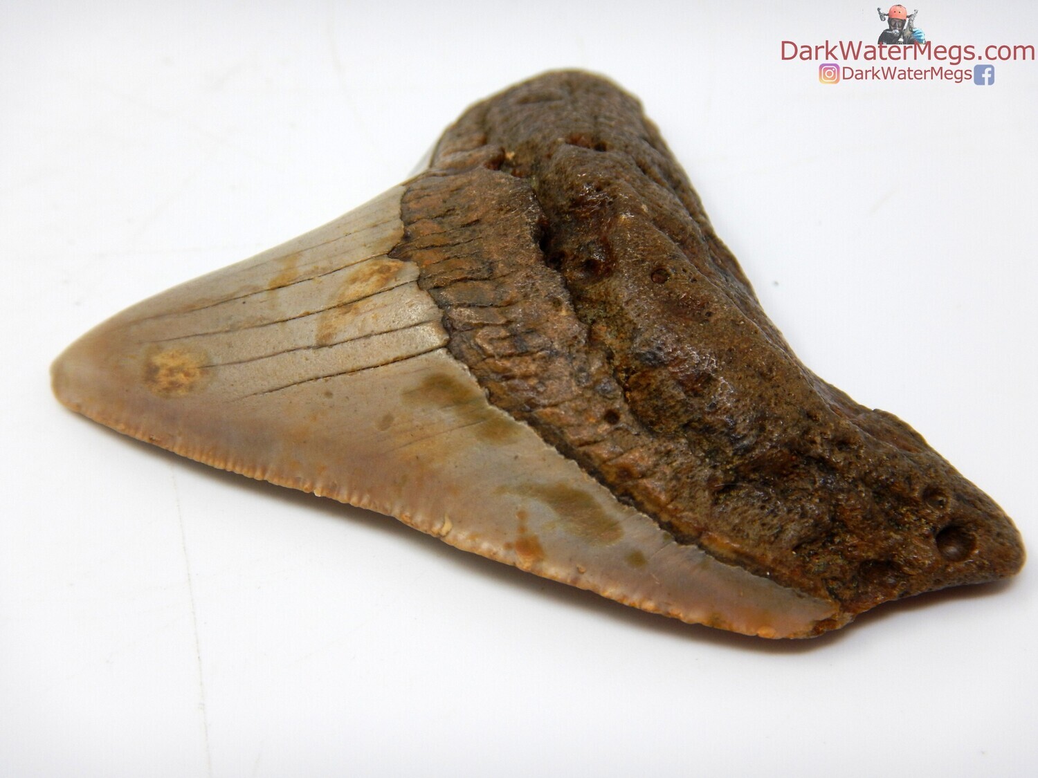 2.74&quot; posterior megalodon