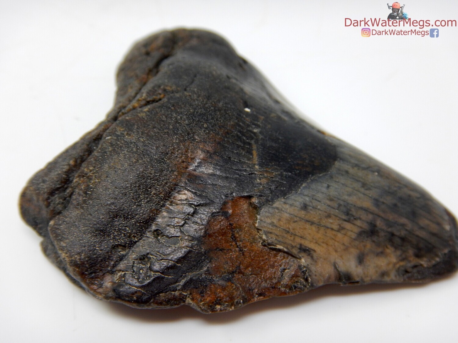 2.79&quot; interesting shape and colored megalodon