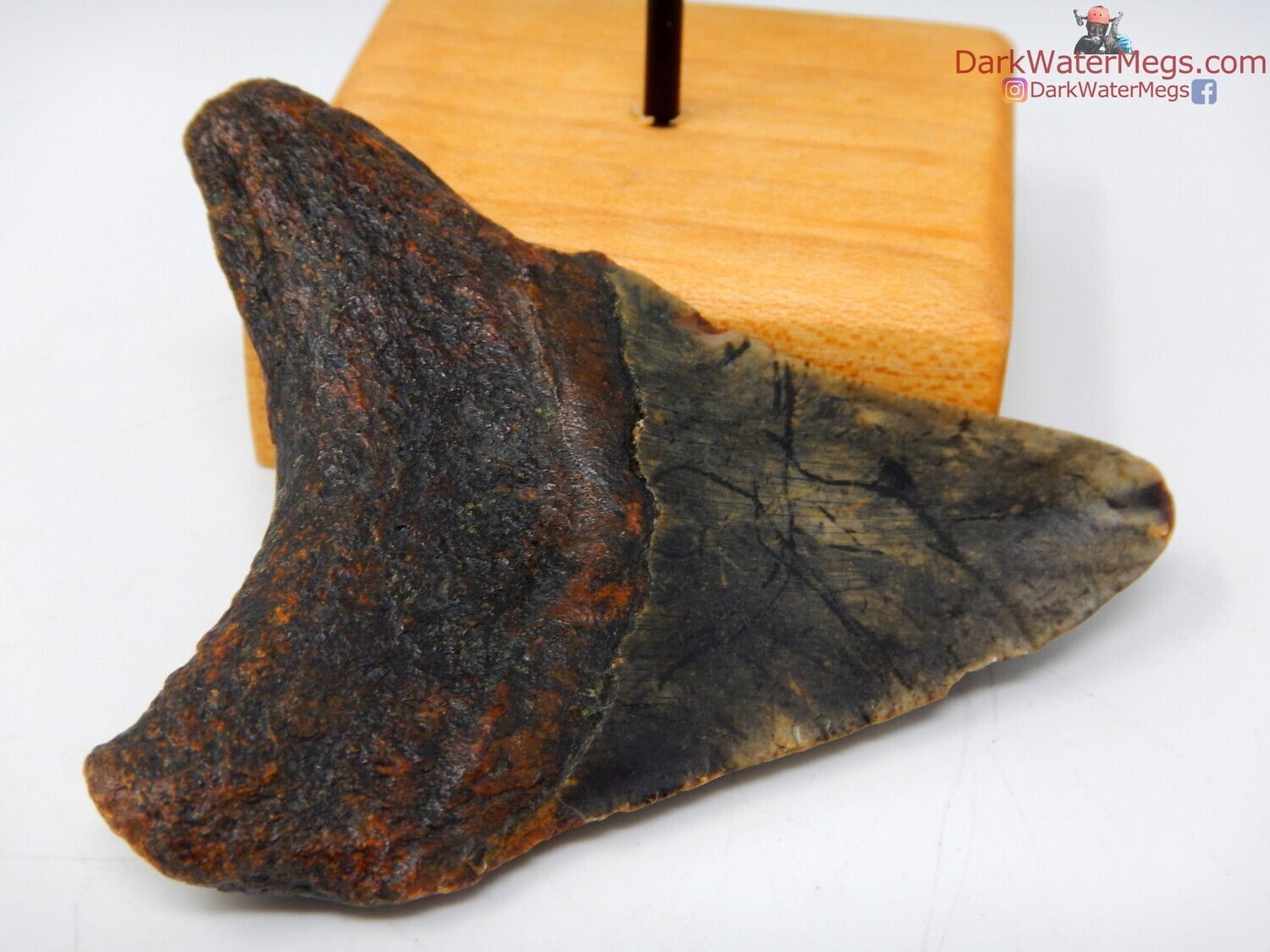 3.29&quot; pattern bladed megalodon on stand