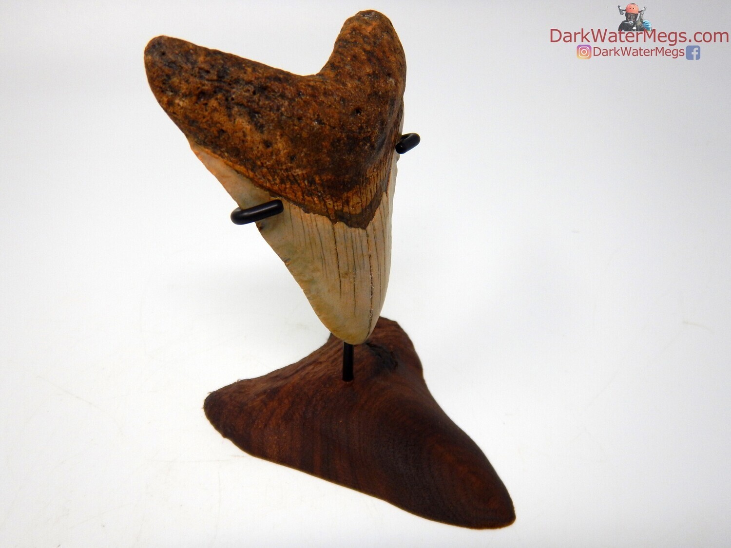 3.94&quot; beautiful megalodon on wood tooth stand