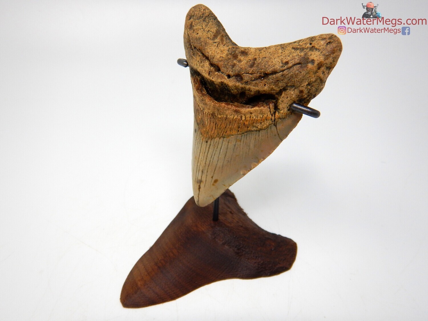 4.06&quot; goregous megalodon on wood tooth stand