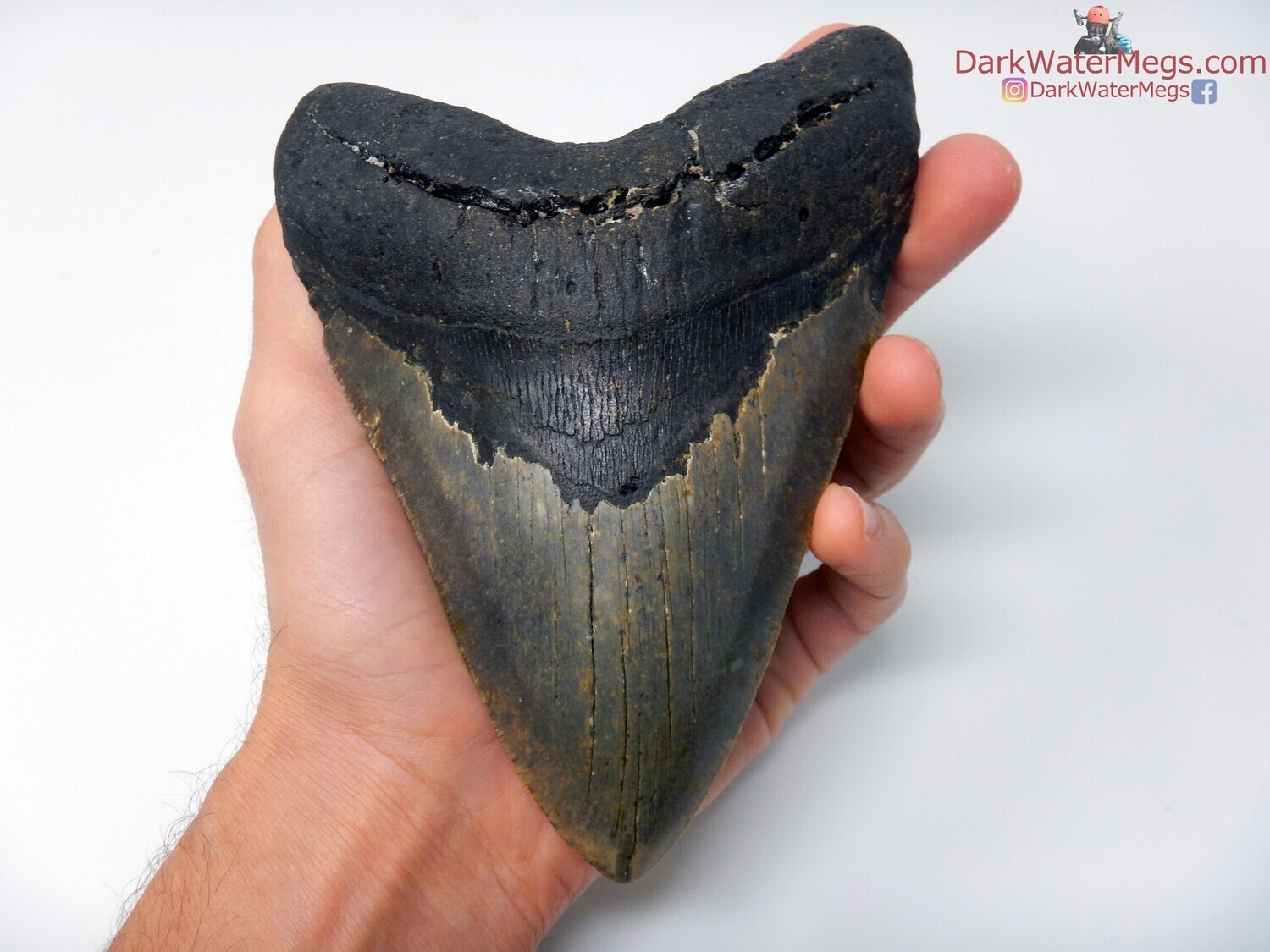 5.98&quot; gorgeous and monstrous megalodon fossil