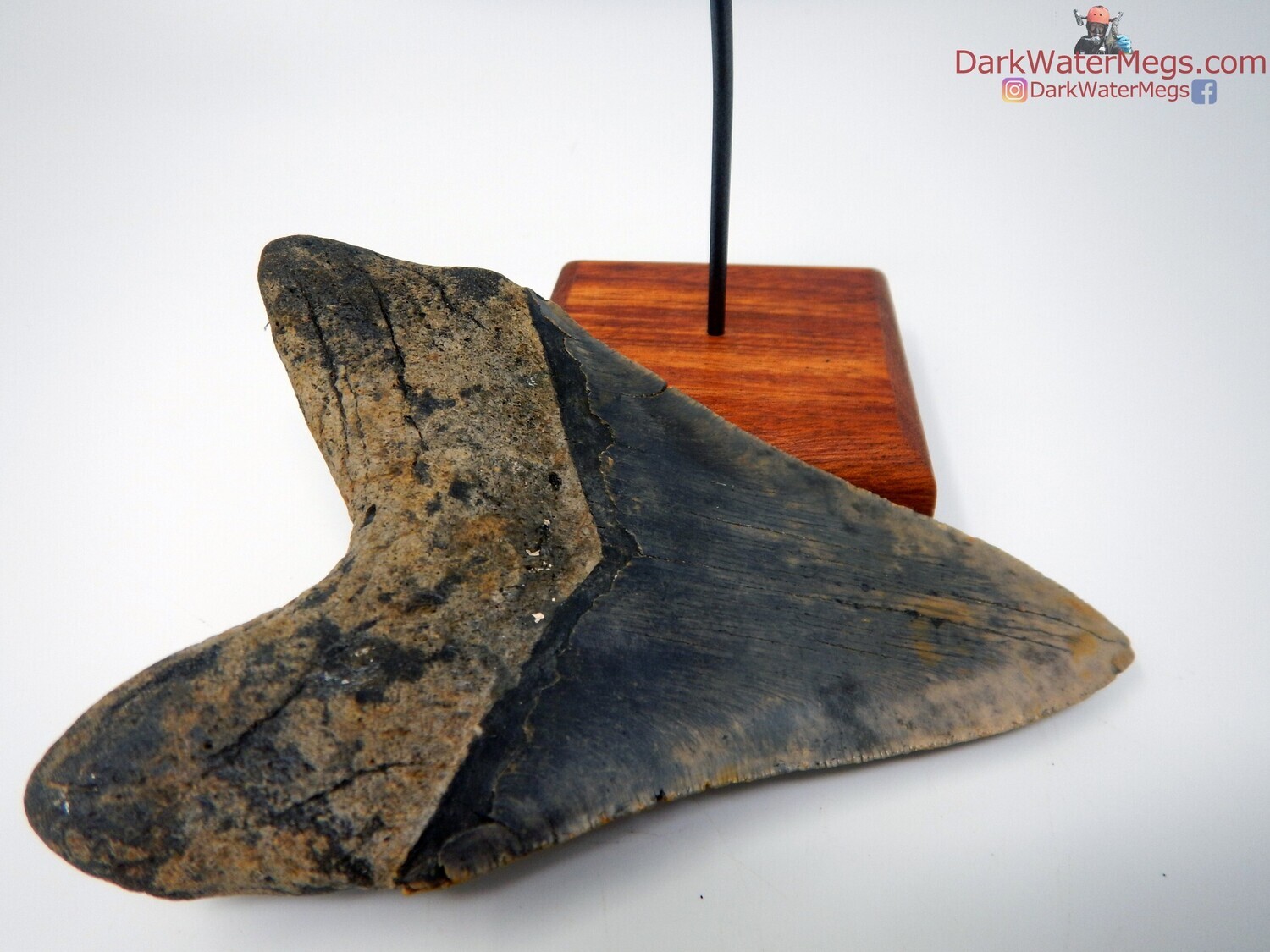 5.66&quot; huge blue bladed megalodon fossil