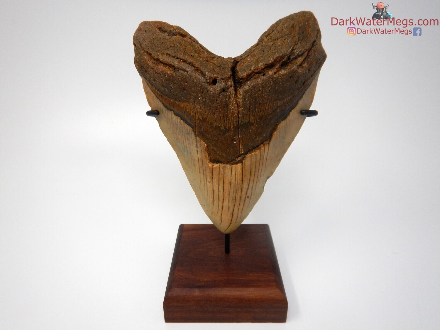 5.67&quot; gigantic and super wide megalodon fossil