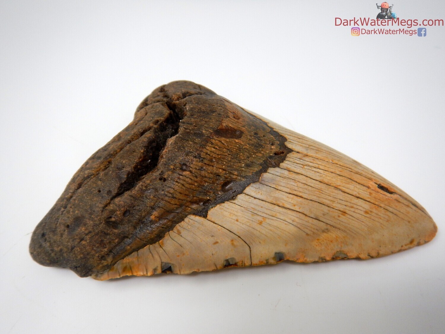 5.61&quot; giant megalodon fossil