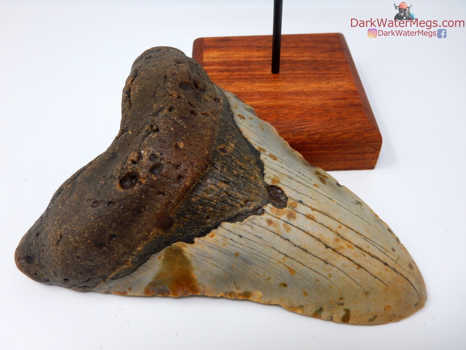 5.35&quot; beautiful maroon and tan megalodon with stand