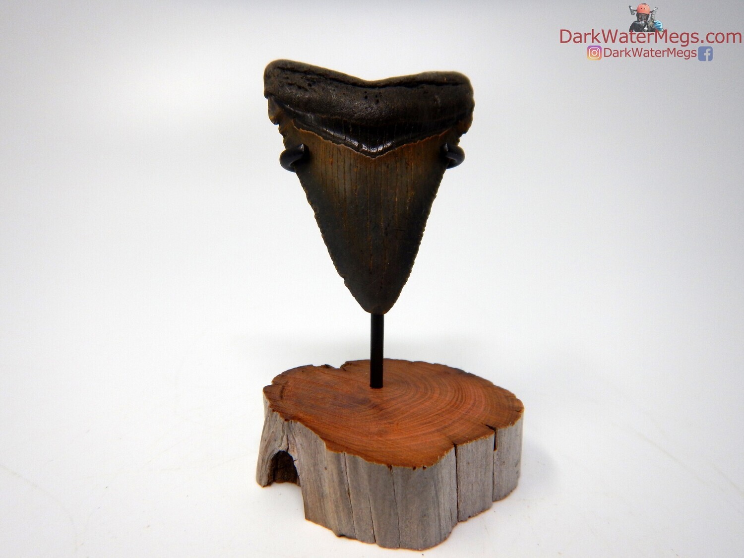 1.85&quot; spectacular megalodon with driftwood stand