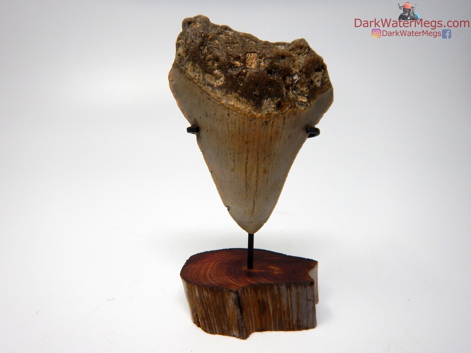 2.93&quot; megalodon with driftwood stand