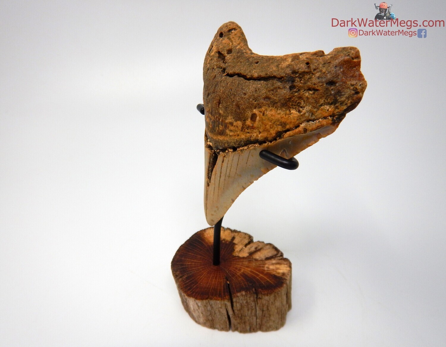 3.75&quot; very wide megalodon with driftwood stand