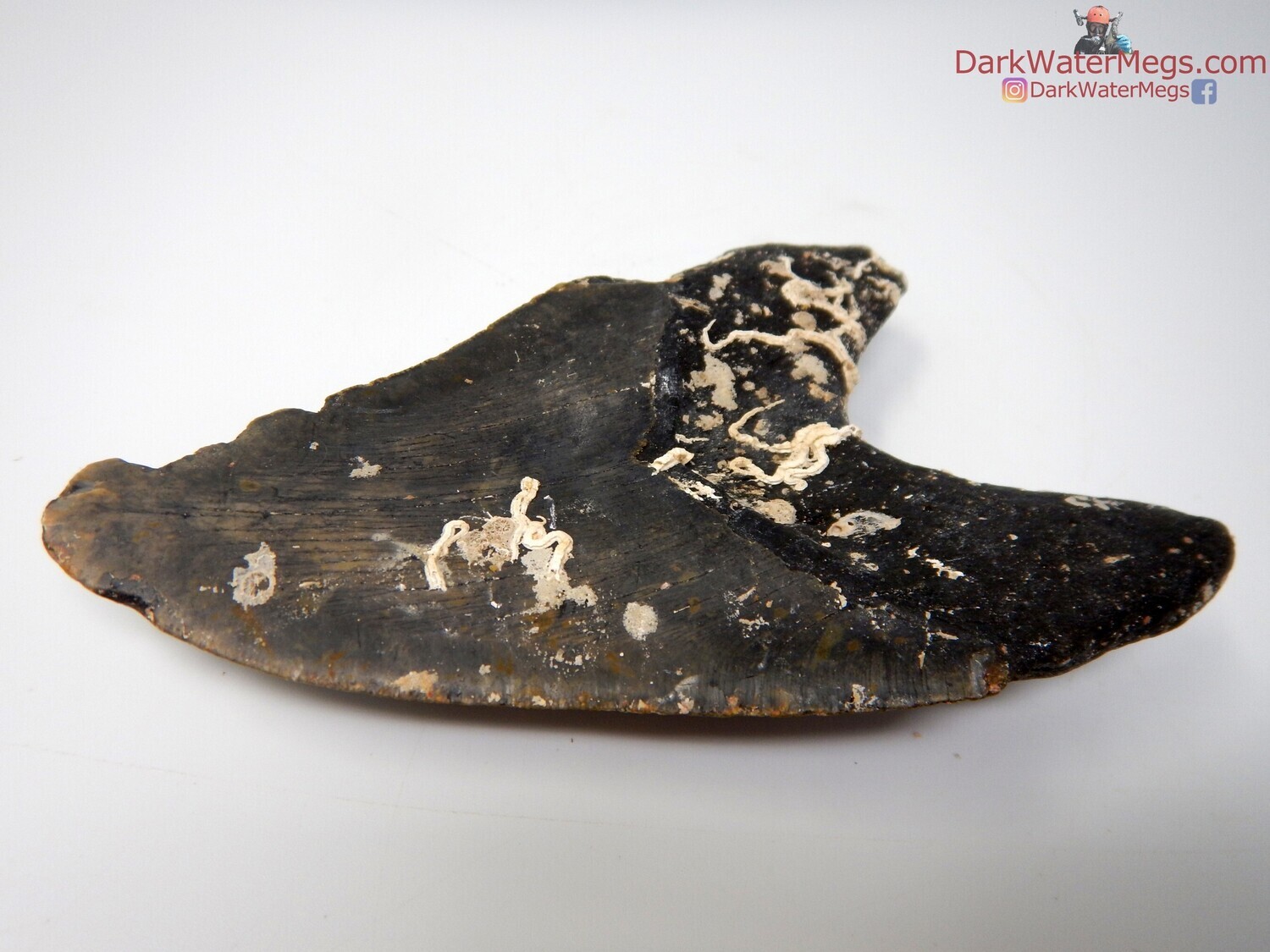 5.40&quot; big curved uncleaned megalodon