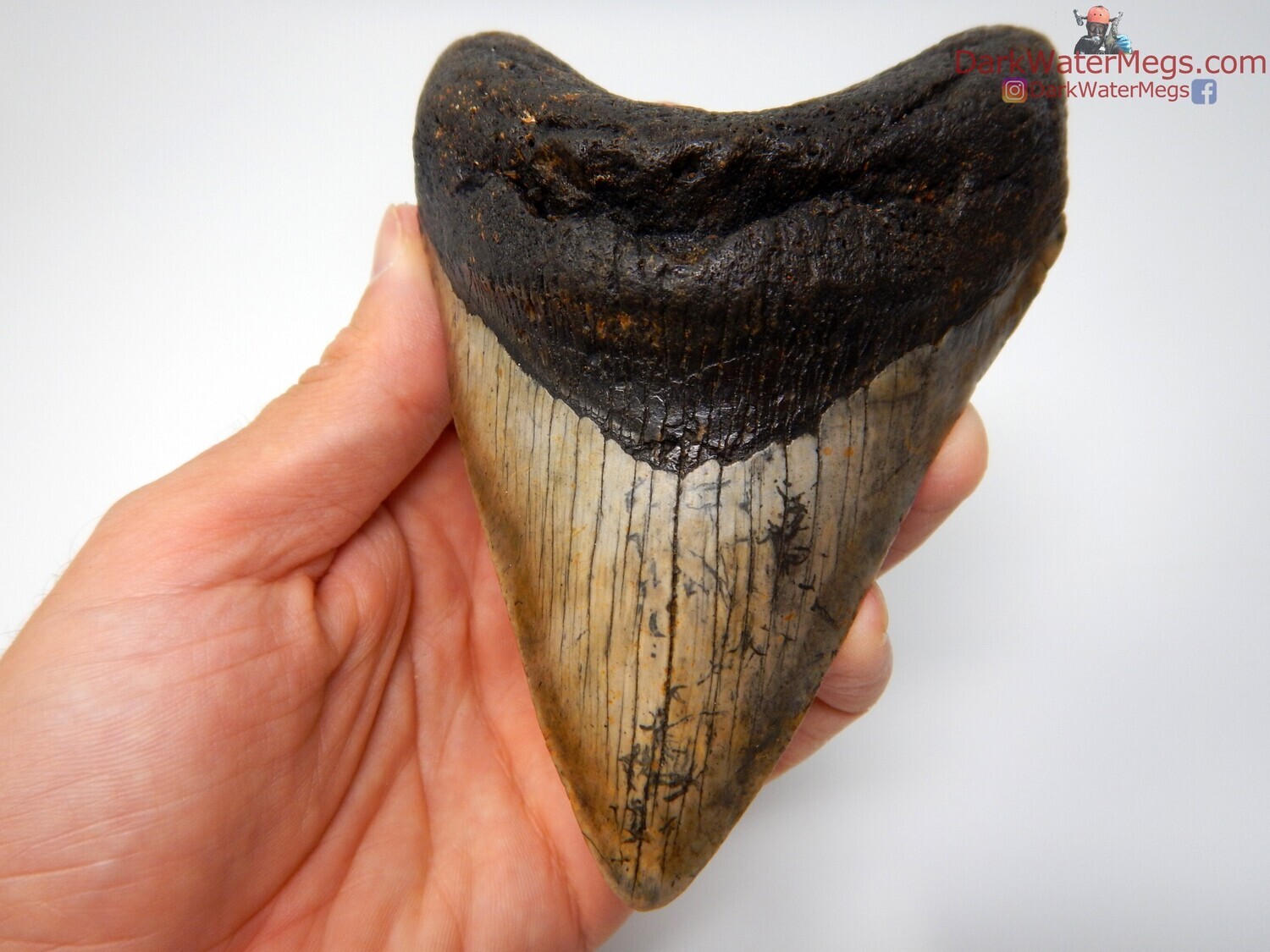 4.82&quot; large patterned bladed megalodon