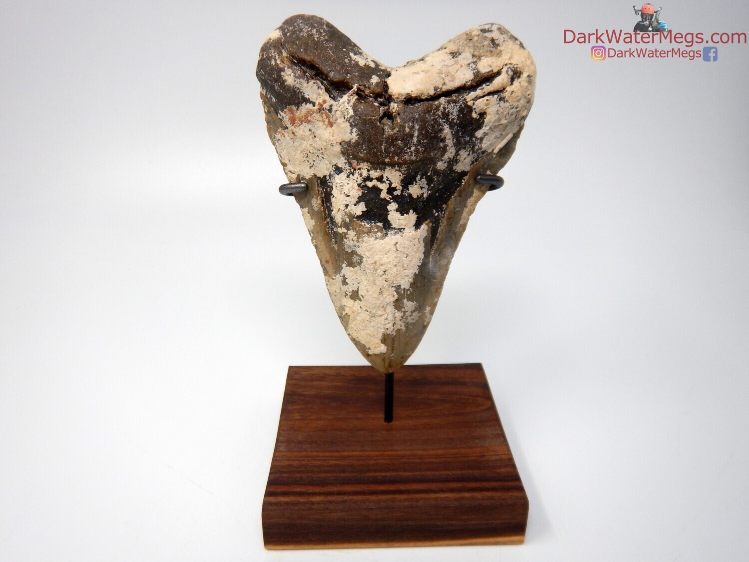 5.19&quot; large uncleaned megalodon with stand