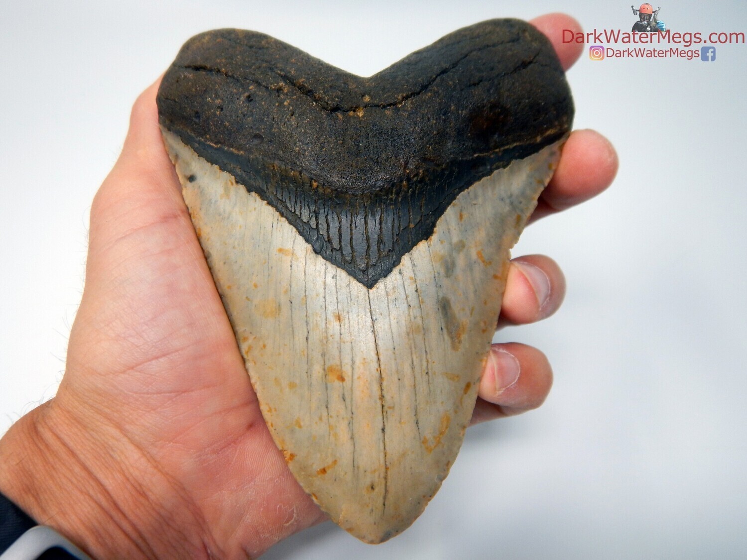 5.52&quot; stunning monster megalodon
