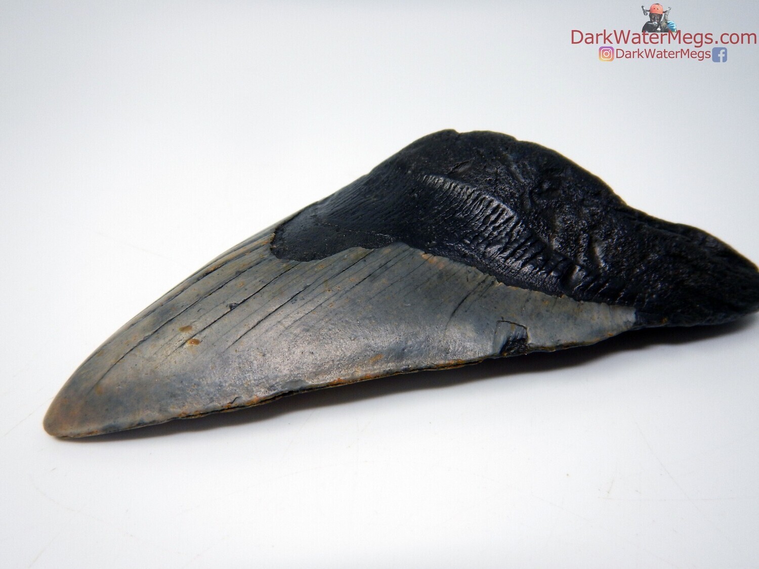 5.46&quot; large patterned blade bargain megalodon