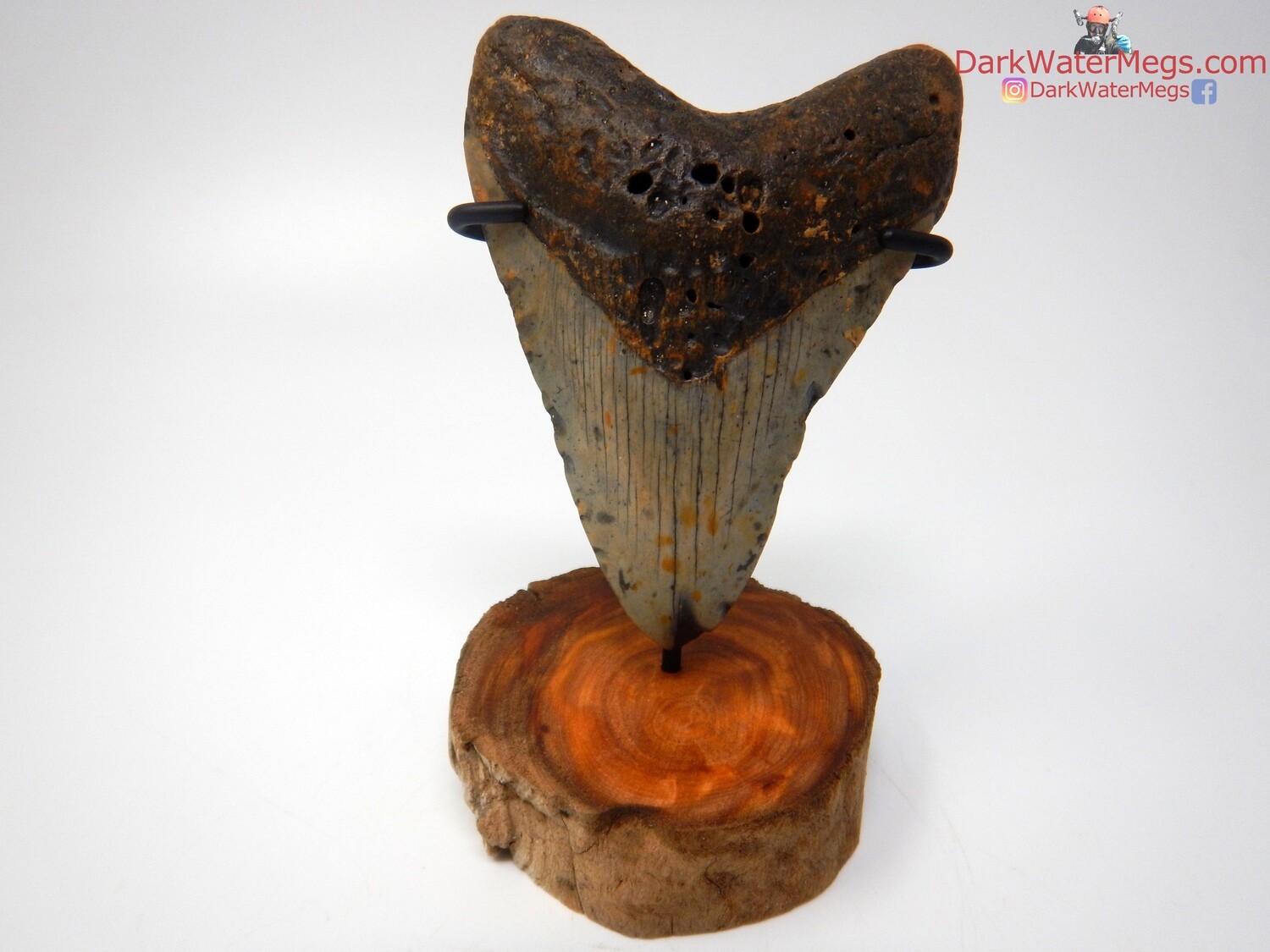 4.16&quot; megalodon with driftwood stand