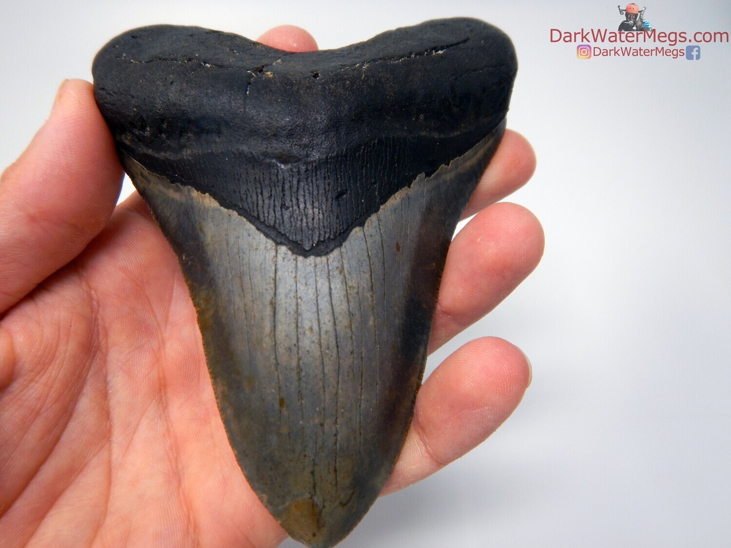 5.09&quot; black beauty megalodon