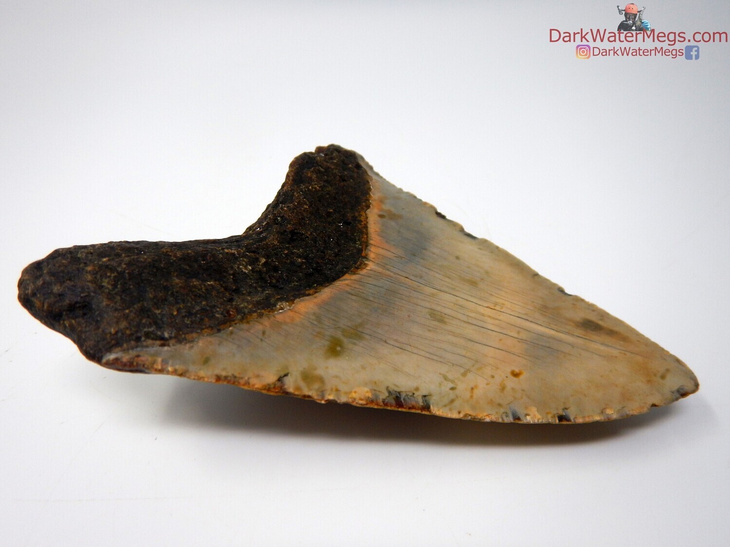 5.48&quot; very large blond megalodon