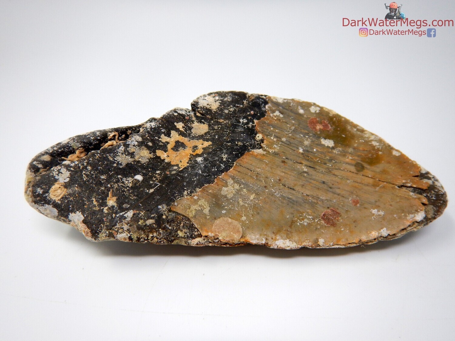 5.83&quot; massive uncleaned megalodon tooth