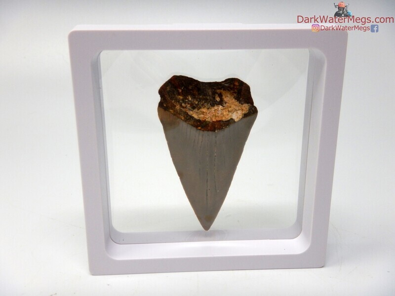 2.47&quot; large fossil mako in floating frame