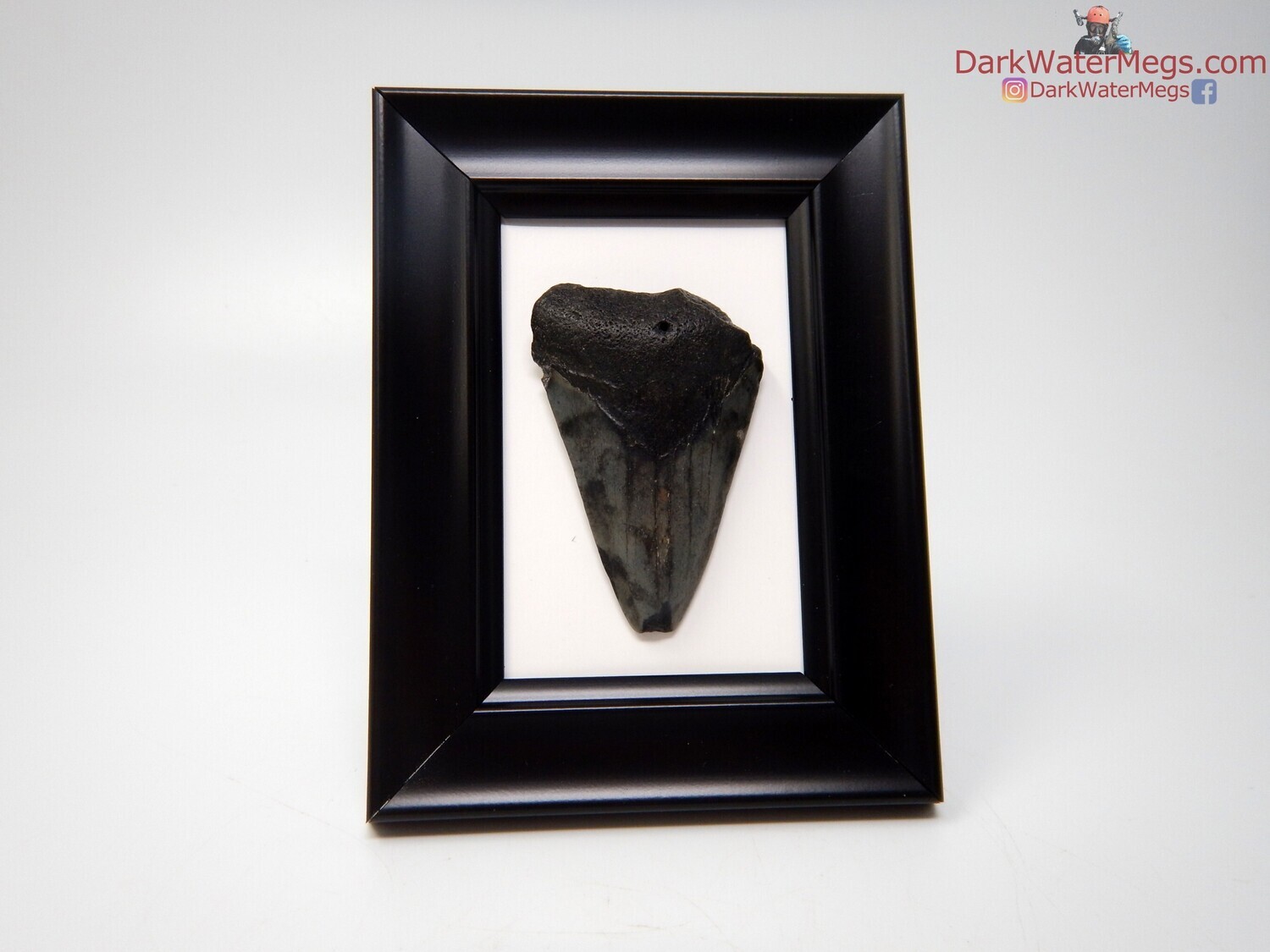 2.45&quot; super dark megalodon in frame