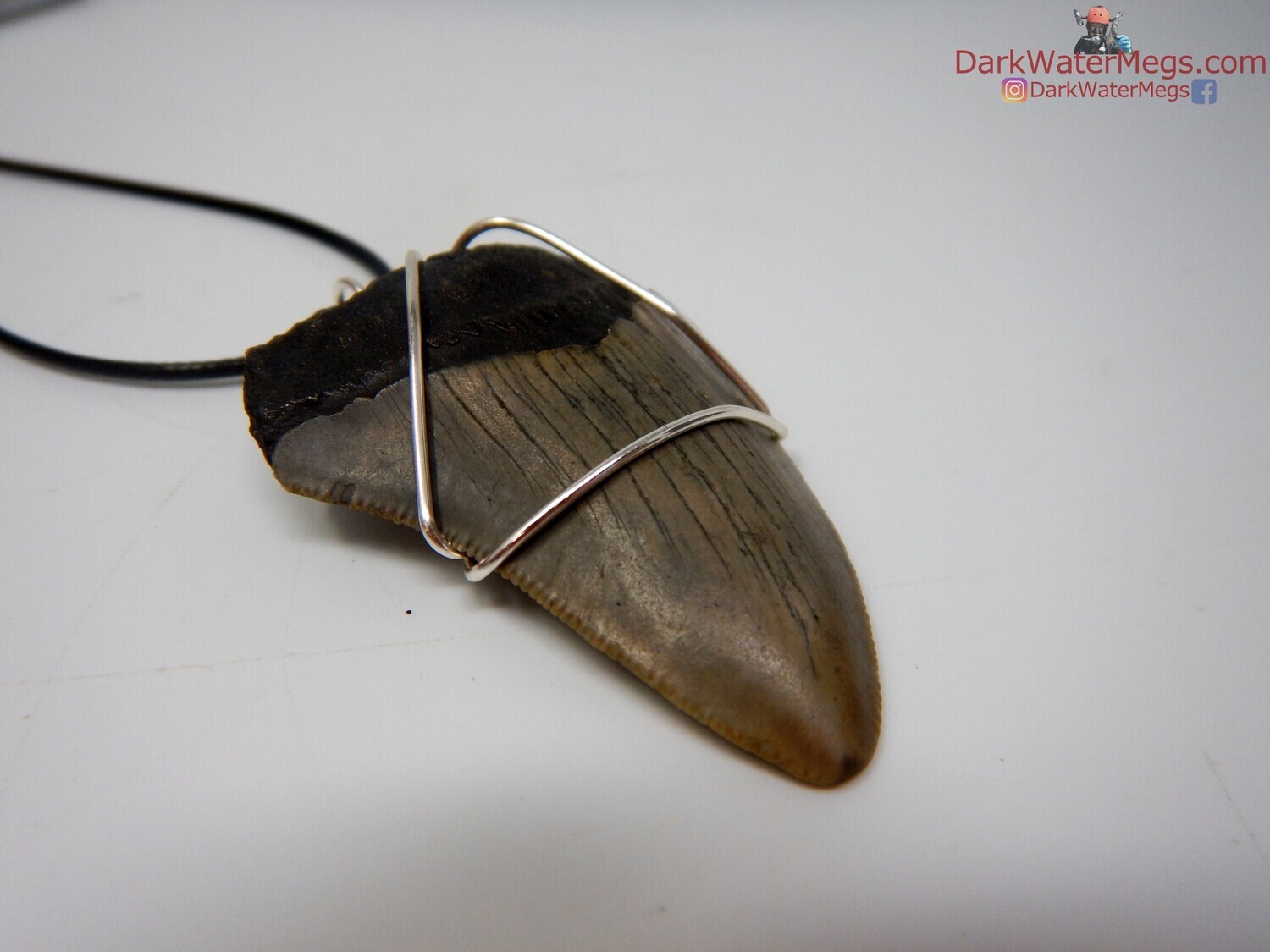 2.15&quot; Fossil megalodon necklace