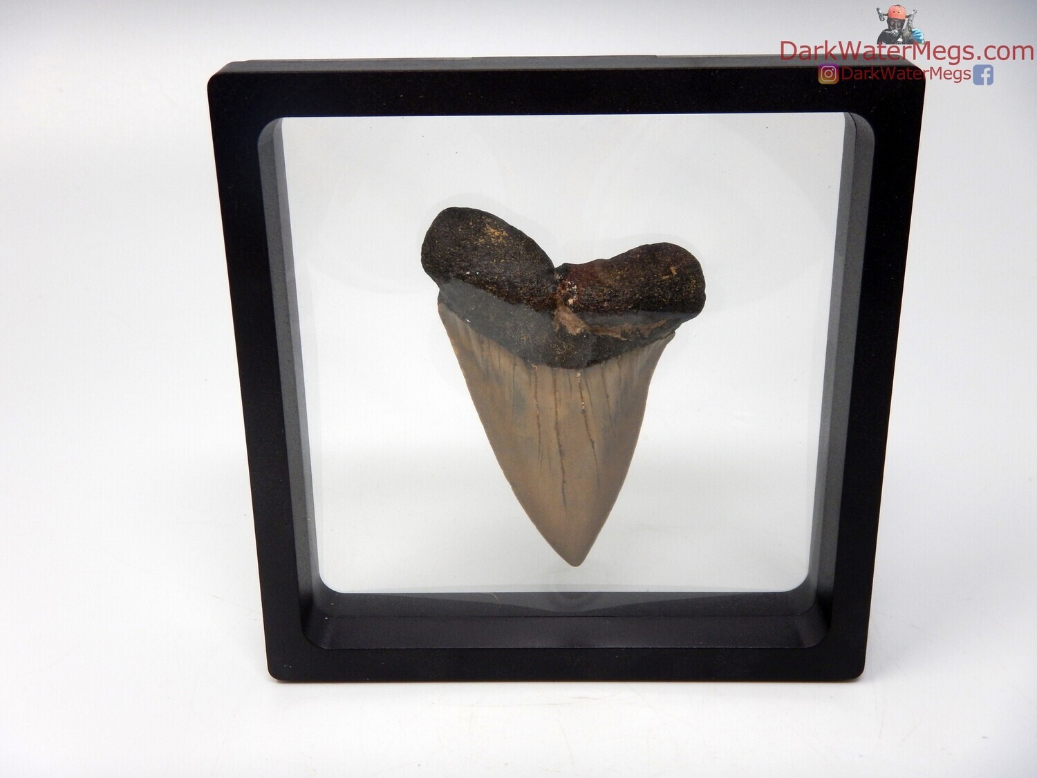 2.82&quot; massive fossil mako in floating frame