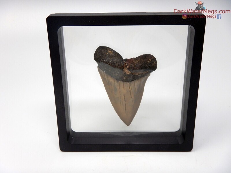 2.82&quot; massive fossil mako in floating frame