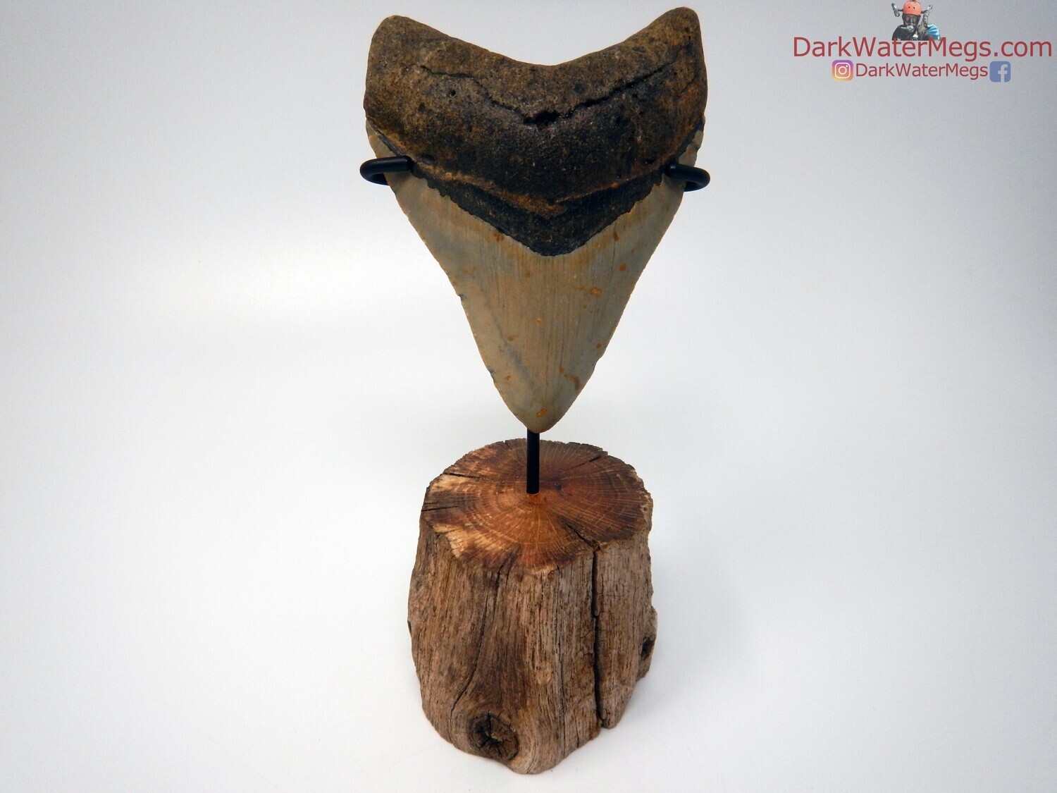 4.20&quot; stunning megalodon with driftwood stand
