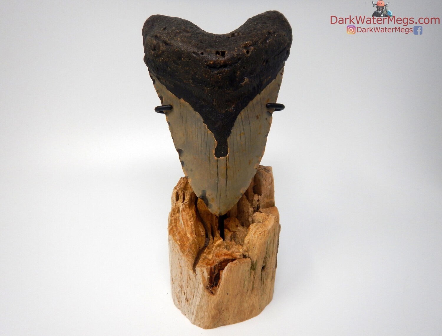 5.54&quot; large megalodon with driftwood stand
