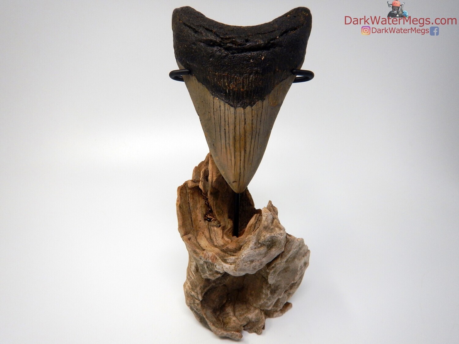 4.43&quot; stunning megalodon with driftwood stand