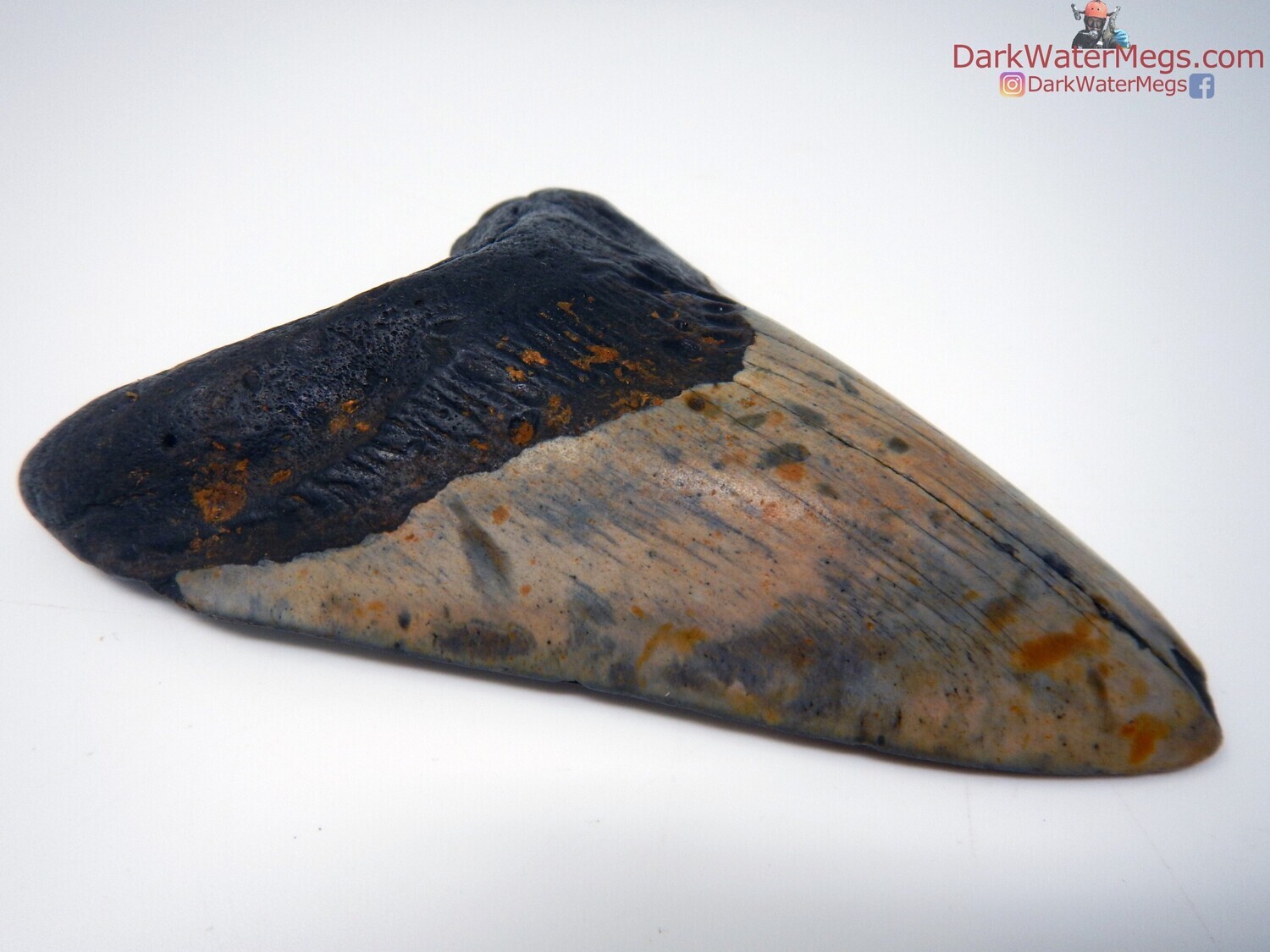 5.16 multicolored megalodon tooth