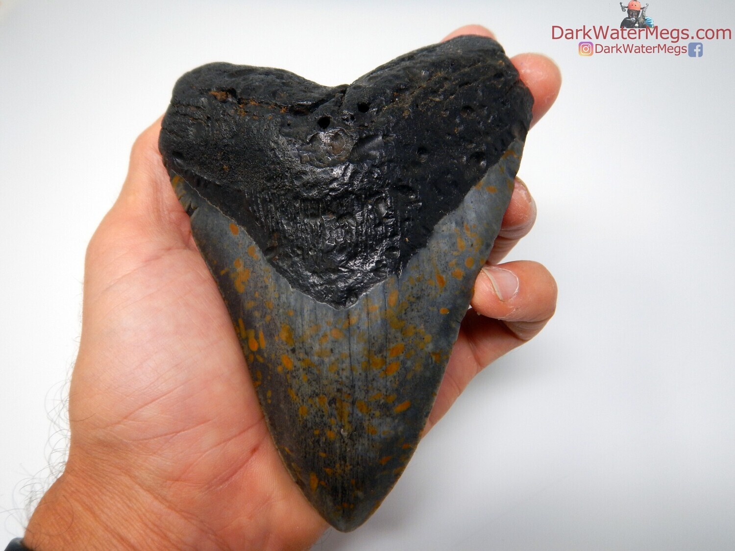 5.41 spotted megalodon tooth