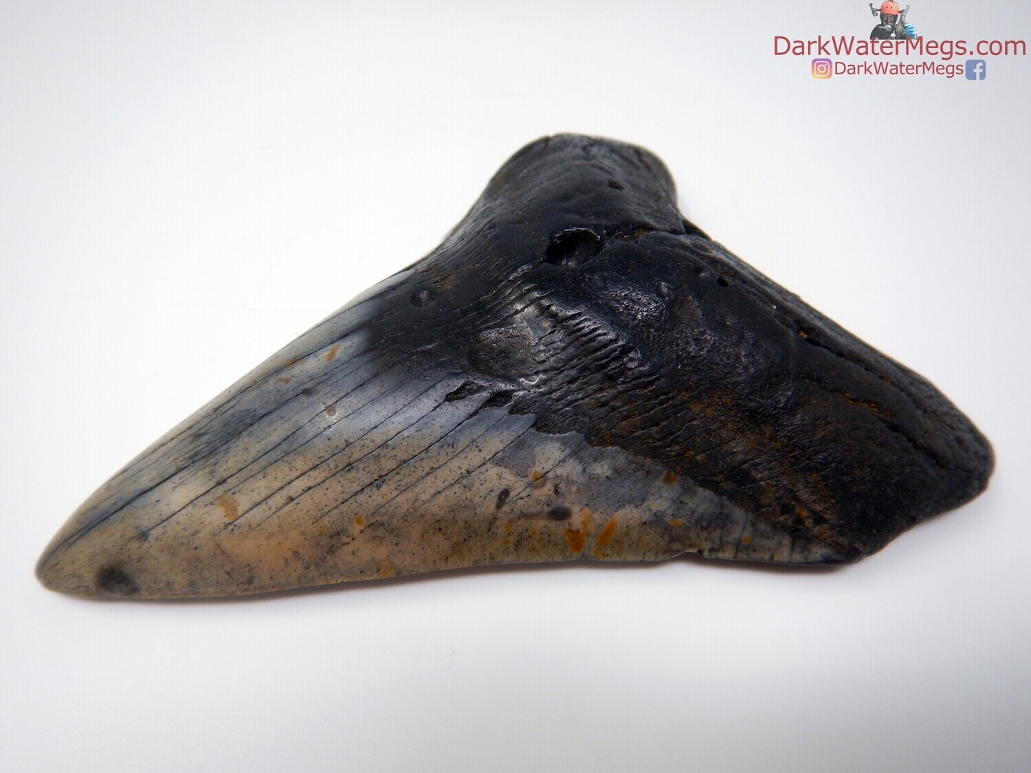 5.28 blue and black bladed megalodon tooth