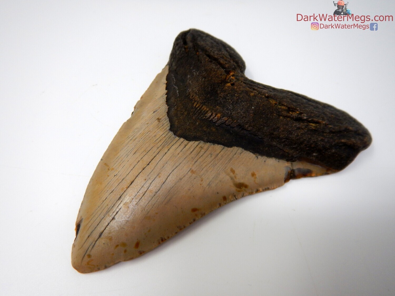 5.10 cream bladed megalodon tooth