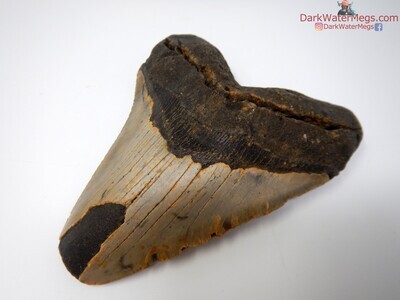 5.76 massive megalodon tooth