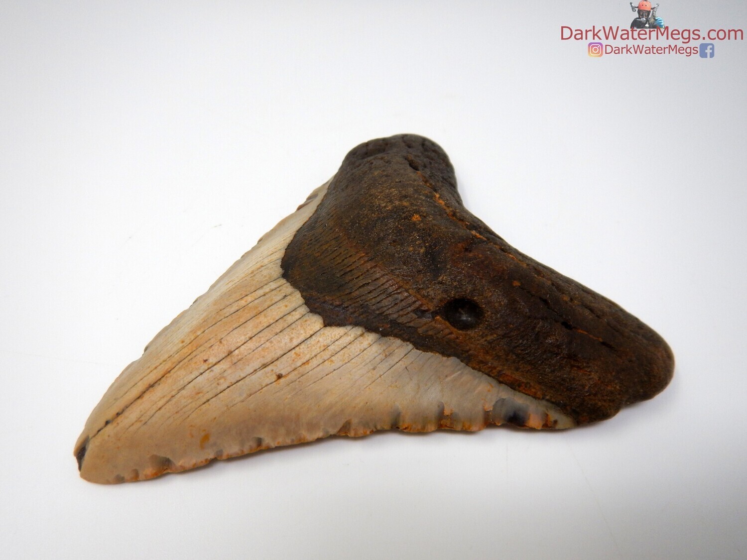 5.34 light bladed megalodon tooth