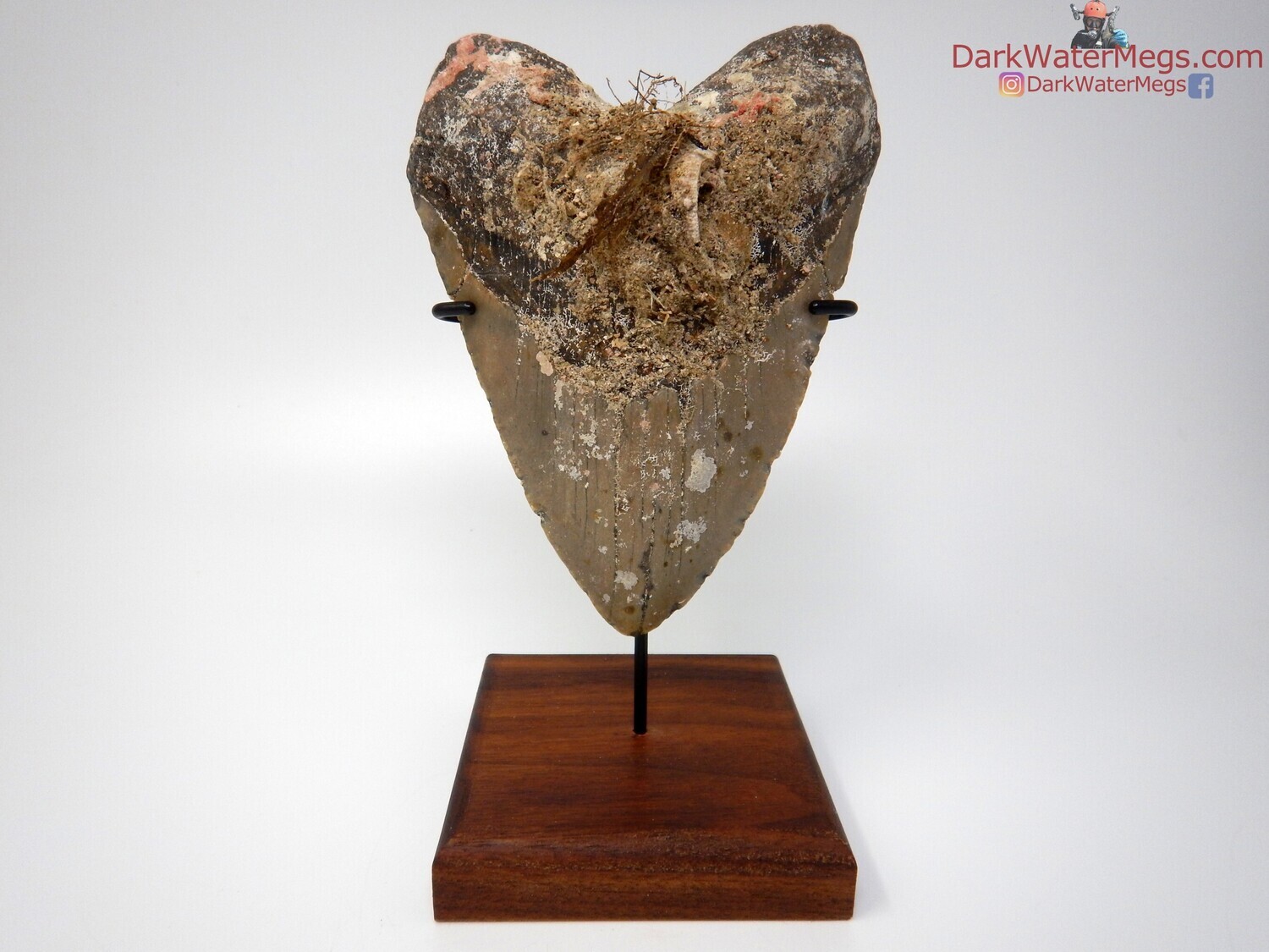 5.87 monstrous uncleaned meg
