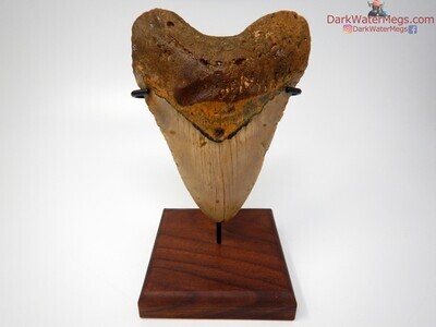 5.24 crazy orange megalodon tooth with stand