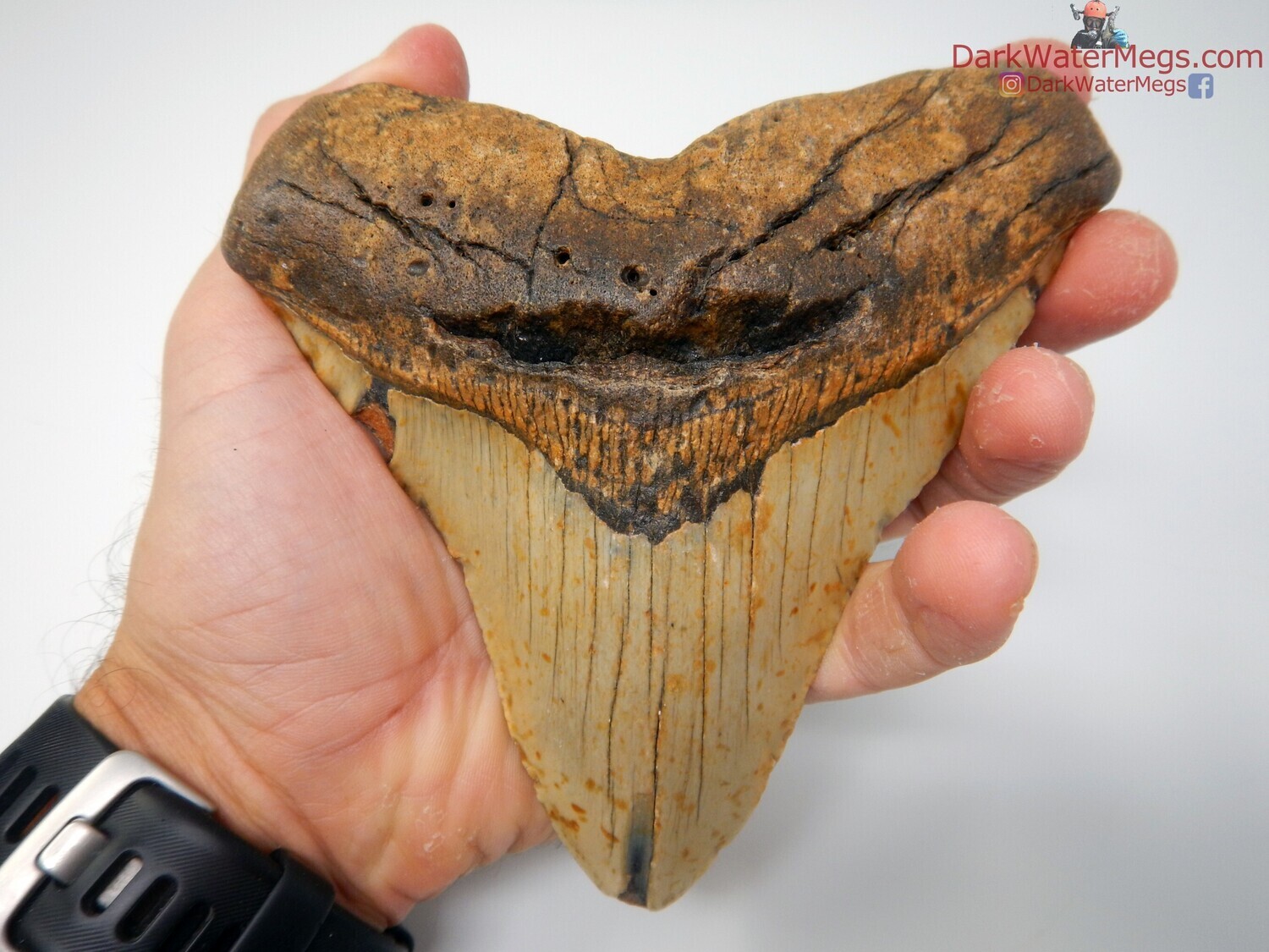 5.41 super wide megalodon tooth