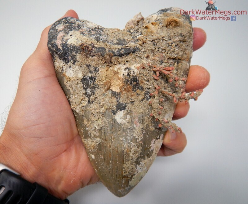 5.65 very large uncleaned megalodon