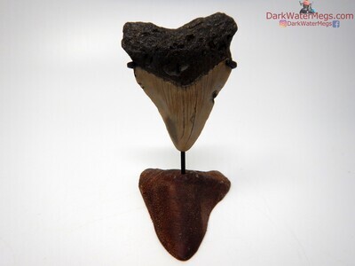 2.28 baby megalodon tooth with stand
