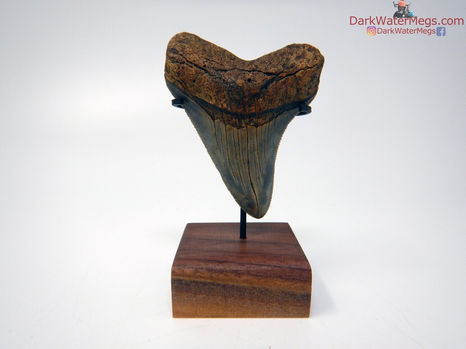 2.47 beautiful megalodon tooth with stand