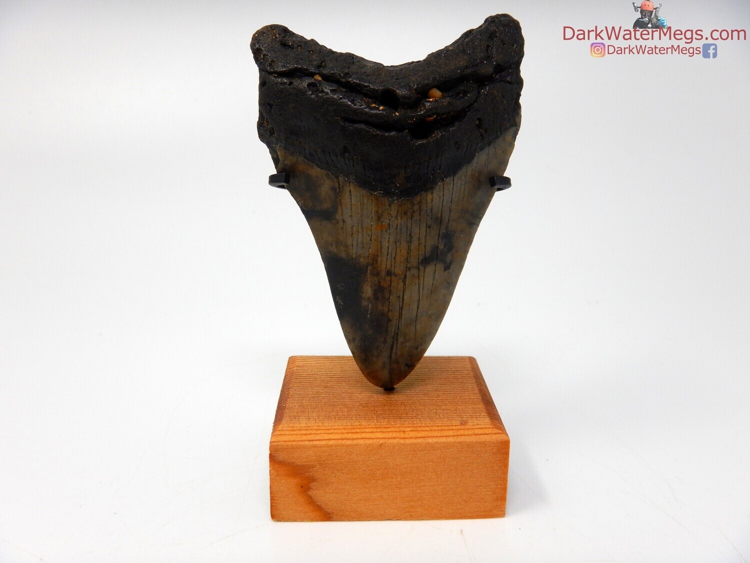 2.88 patterned blade megalodon tooth with stand