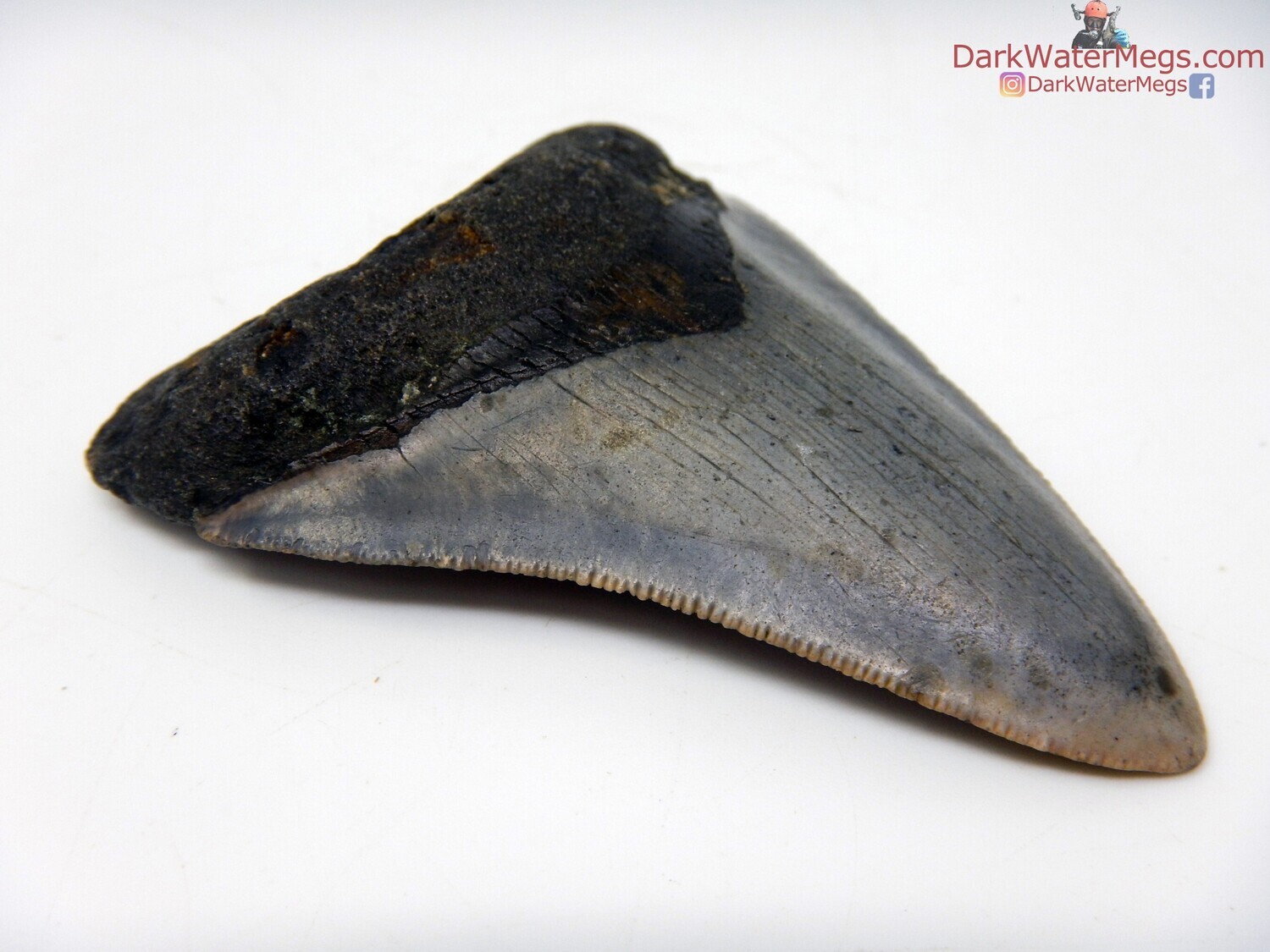 2.85 fossil megalodon