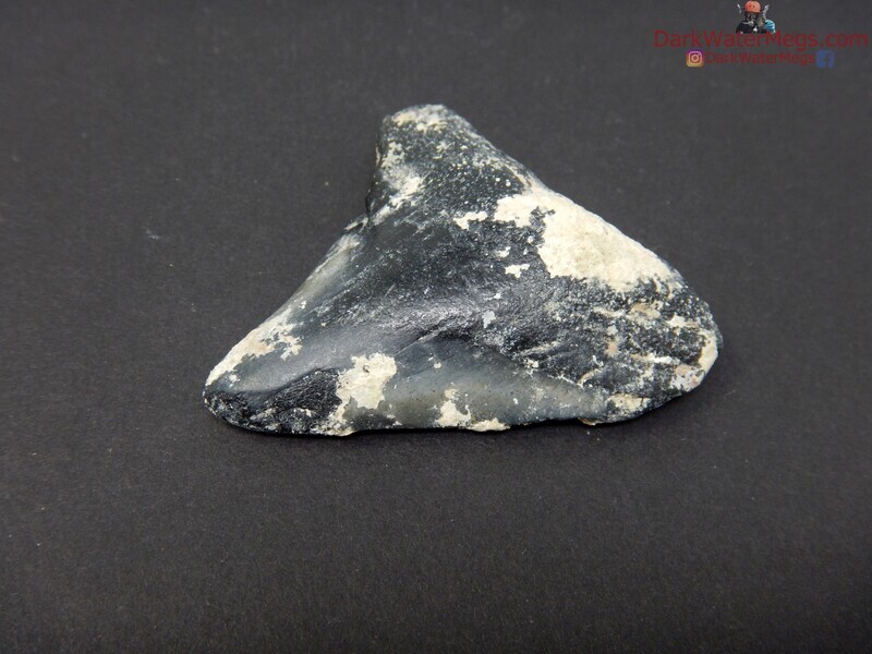 1.83 uncleaned baby fossil megalodon