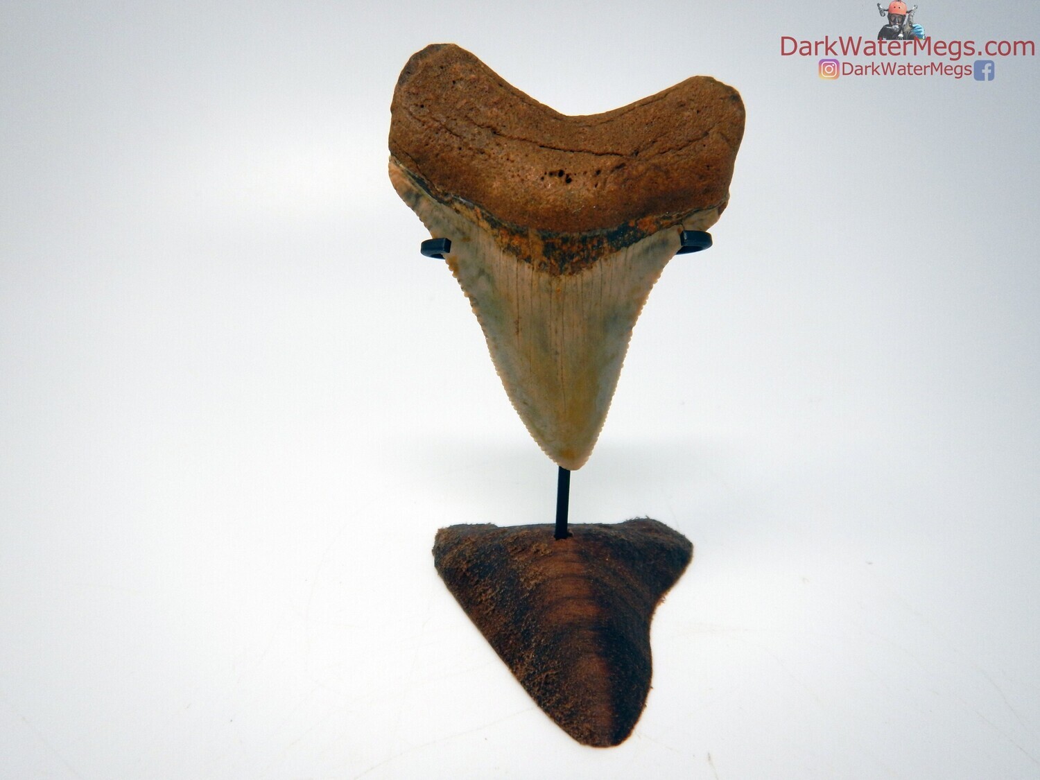 2.63 beautiful blond megalodon tooth with stand