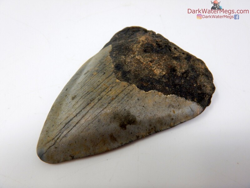 2.91 bargain fossil megalodon