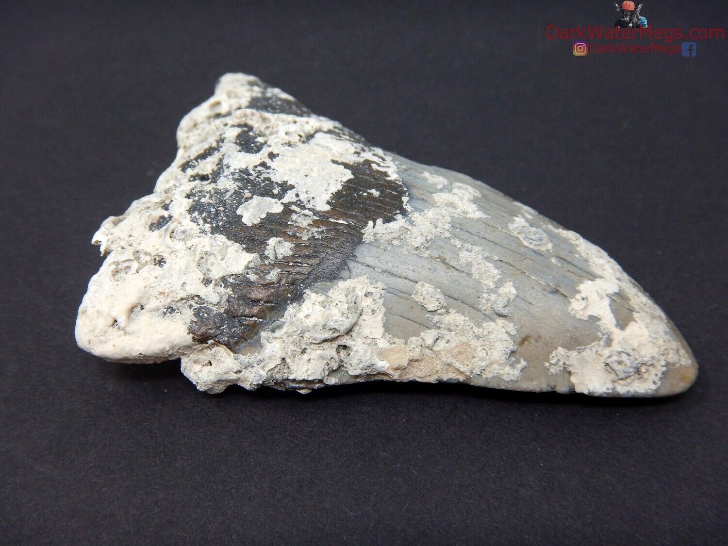 2.87 uncleaned megalodon fossil