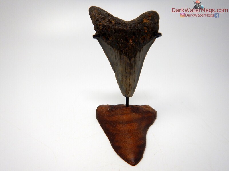 2.35 juvenile megalodon tooth with stand